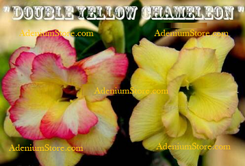 Adenium Obesum Double Yellow Chameleon 5 Seeds
